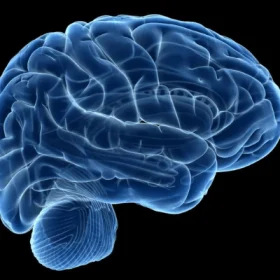 The Human Brain